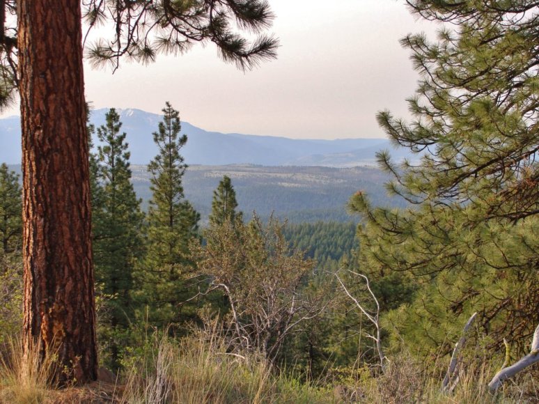 The beautiful eastern Oregon Pine woods