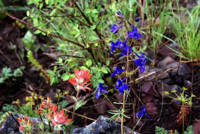 Hells Canyon Wildflower show